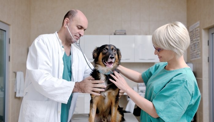Veterinarian, Assistant, and Dog - Sterling Practice Management Blog